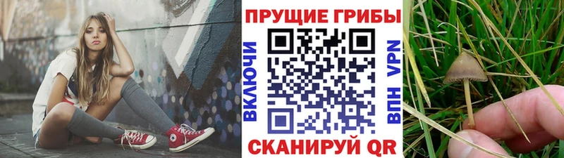 Галлюциногенные грибы Psilocybine cubensis  Карабулак 
